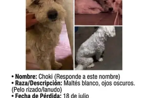 Perdido perro masculino, Avenida José López Portillo, 10, Iztapalapa - blanco, dócil y muy temeroso - photo