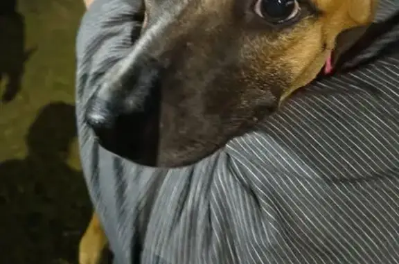 Encontrado cachorro, Rua São P...
