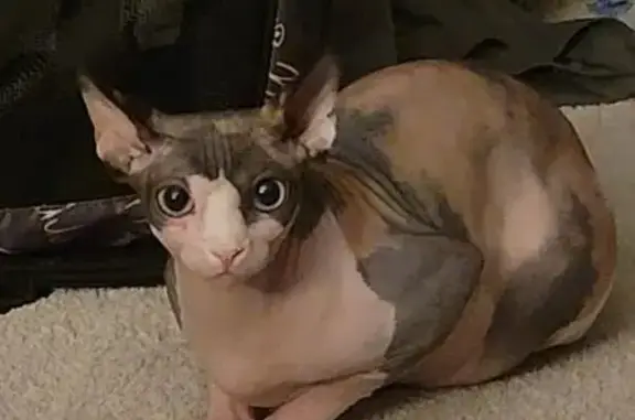 Lost cat, Heartstone Drive, 4149, Grapevine, Arlington — female calico Sphynx with blue eyes - photo