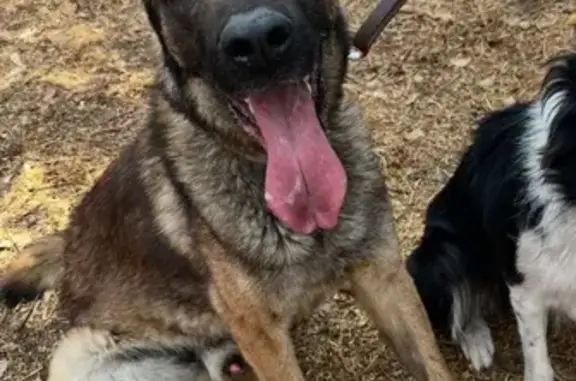 Perdido perro masculino, Callejón de las flores, 12, Iztapalapa - con collar verde militar y lesión en las orejitas - photo