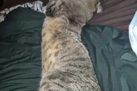 Lost cat, South Xanadu Way, 2419, Aurora - male, grey and black tabby - photo