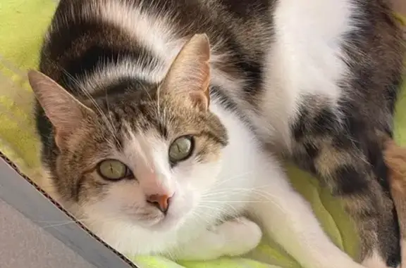 Perdido gato hembra, Calle Subida Taucho, 84, Adeje - blanca y atigrada, ojos verdes - photo