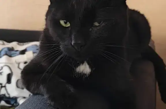 Chat perdu, Paris - mâle, noir avec tache blanche à l'encolure - photo