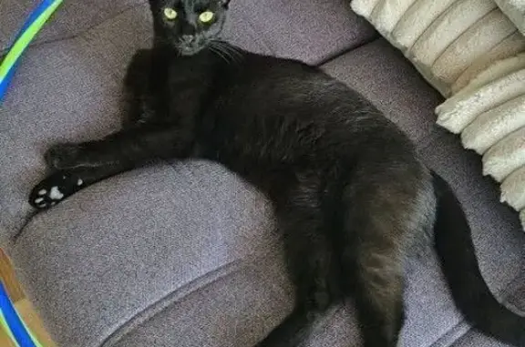 Chat perdu mâle, Allée des Acacias, 7, Gagnac-sur-Garonne - poils manquants au cou - photo