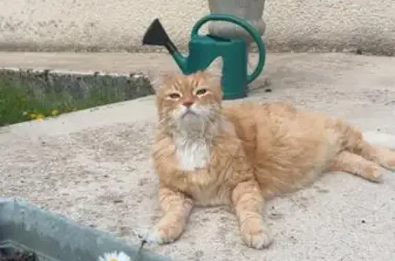 Chat perdu mâle, Boult-sur-Suippe, Grand Est, Orléans - grand, 12 ans - photo