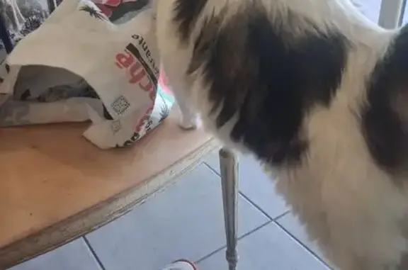 Perdu chat mâle, Impasse des Arums, 16, Cagnes-sur-Mer - noir et blanc, petit bouille - photo