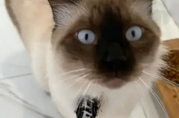Perdido gato macho, Rua Afonso Ruy, 219 - siamês com gravatinha preta - photo