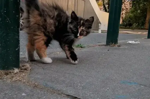 Animaux trouvés Toulouse, photo: Chat trouvé, Boulevard de la Marquette, 13, Toulouse - femelle chaton écaille de tortue
