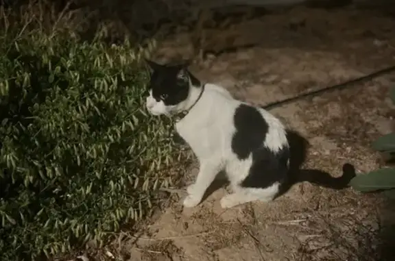 Encontrado gato, Calle la Cali...