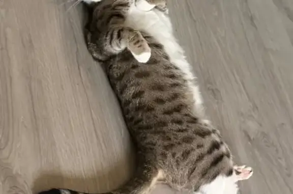 Lost cat, Middle Park Avenue, 548, Sittingbourne — grey with black stripes and spots, white paws and belly - photo