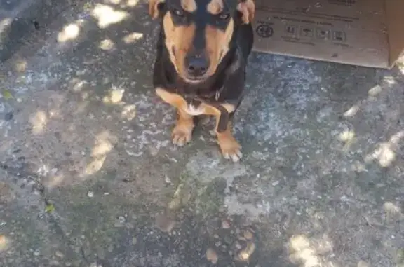 Encontrado cachorro fêmea, Rua...