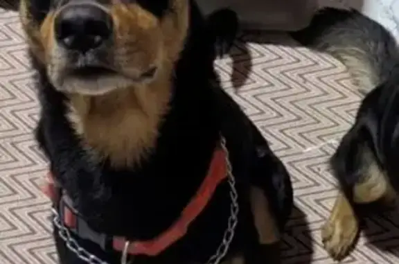 Perdido cachorro macho, Rua Wa...