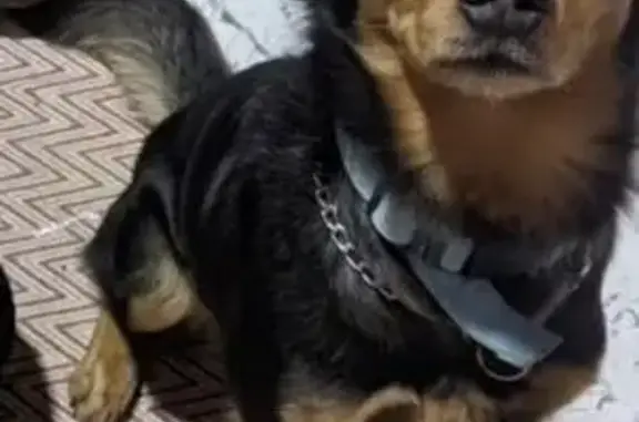 Perdido cachorro macho, Rua Wa...