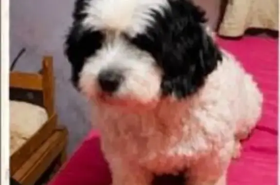 Perdido cachorro macho, Rua Br...
