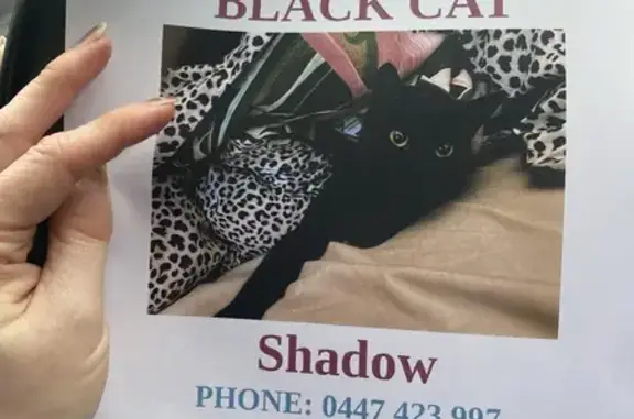 Lost cat, Cadmium Street, 17, Rockingham, Mandurah — female black short-haired cat - photo