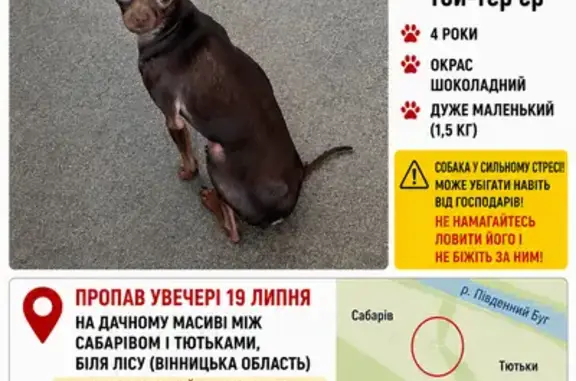 Зникла собака, Культура, Тютьки — дуже маленький той-тер’єр Філ - photo