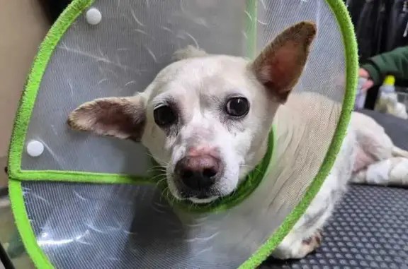 Encontrado cachorro fêmea na A...
