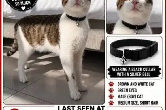 Lost cat, Cape Town International Airport, Johannesburg - brown with a brown mark on his paws - photo