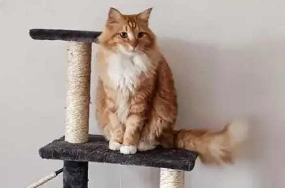 Lost cat, Donkin Avenue, 30, Cape Town - ginger male cat, microchipped - photo
