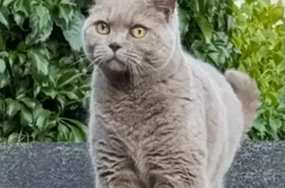 Missing cat Latchford, photo: Lost cat, Camberwell Drive, Warrington — male, no collar, microchipped