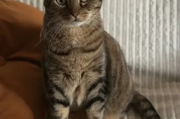 Chat perdu mâle, Quai Choiseul, Nancy - chat castré un peu peureux - photo