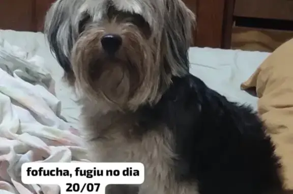 Perdido cachorro fêmea, Rua Gu...