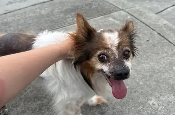 Found dog Santa Clara, photo: Found dog, Hamilton Lane, 636, Santa Clara — no collar