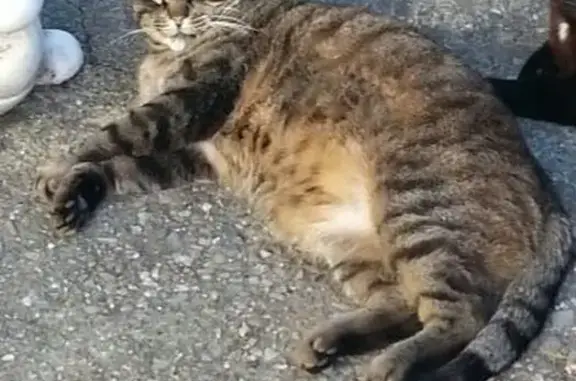 Lost cat, Golden Oak Drive, Sunnyvale — male, gray with black stripes - photo