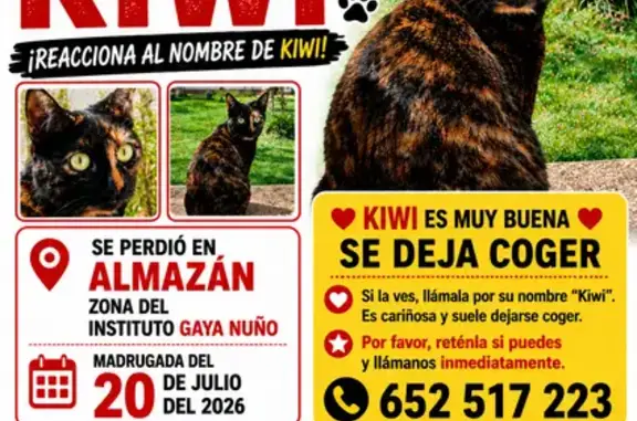 Perdido gato hembra, Calle Antonio Machado, 35, Almazán, Soria - responde al nombre de Kiwi - photo