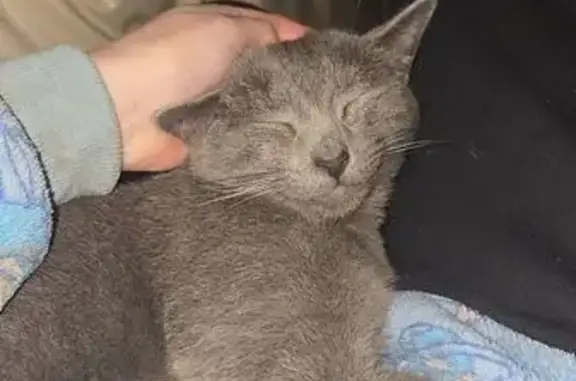 Missing cat Mount Clear, photo: Lost cat, Edwards Street, 123, City of Ballarat, Mount Clear - grey with rings down tail