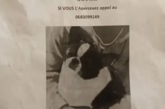 Chien perdu mâle, Rue Abbe Lamennais, 8 Bis, Lézignan-Corbières - chihuahua blanc et chocolat - photo