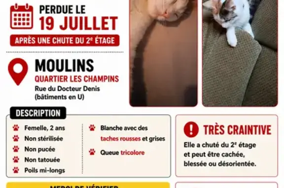 Chat perdu femelle, Rue du Docteur Denis, Moulins - blanche tricolore, poils mi-longs - photo