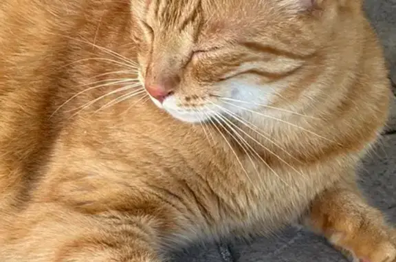 Chat perdu mâle, Place de la Boulaye, 6, Coubert, Paris - grand chat roux tigré - photo