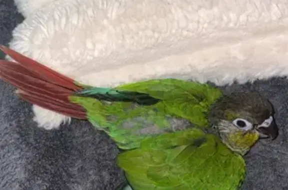 Perdue oiseau femelle, Allée des Hirondelles, Marseille - jeune conure très curieuse - photo