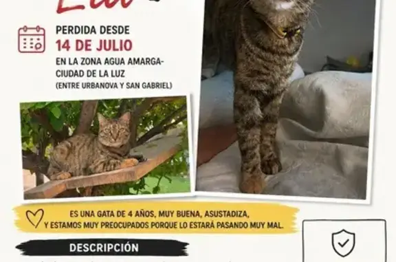 Perdido gato hembra, Carrer d'Aigua Amarga, 5, Alicante - gata atigrada con collar amarillo reflectante - photo