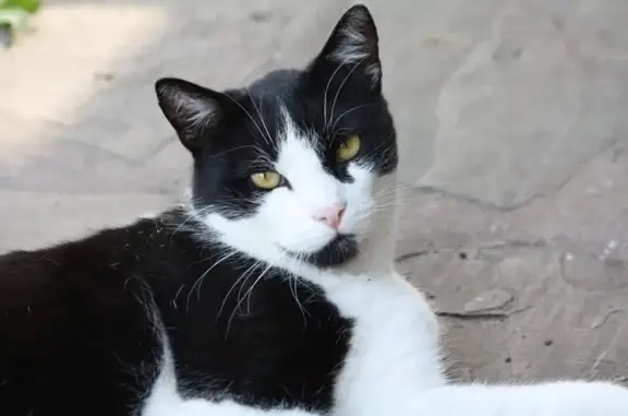 Found cat Arlington, photo: Found cat, 20th Street North, 3165, Arlington - black and white, shy