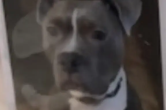 Lost dog, Stonewall Lane, 2921, Fort Worth — female pit bull, microchipped - photo