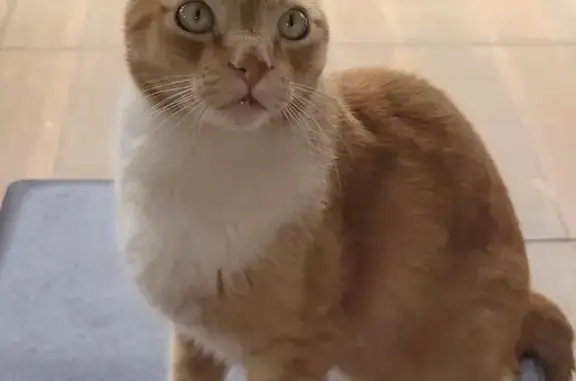 Perdido gato macho em Mogi Mir...