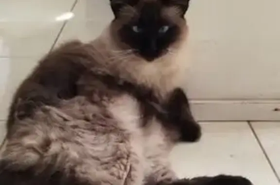 Perdido gato macho, Avenida Florestal, Dois Irmãos — gordo e peludo - photo