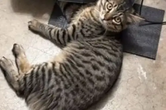 Lost cat, Southwest Murdock Street, 10233, Tigard - male, fluffy brown with black stripes - photo
