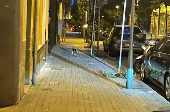 Gato encontrado el Camp d'en Grassot i Gracia Nova, foto: Encontrado gato en Carrer de Pi i Margall, 49, el Camp d'en Grassot i Gracia Nova - pequeñito gris y blanco