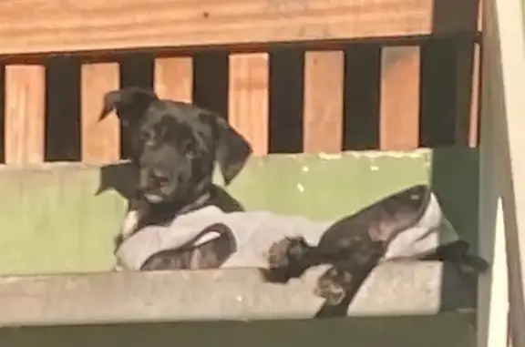 Perdido cachorro fêmea, Rua Ge...