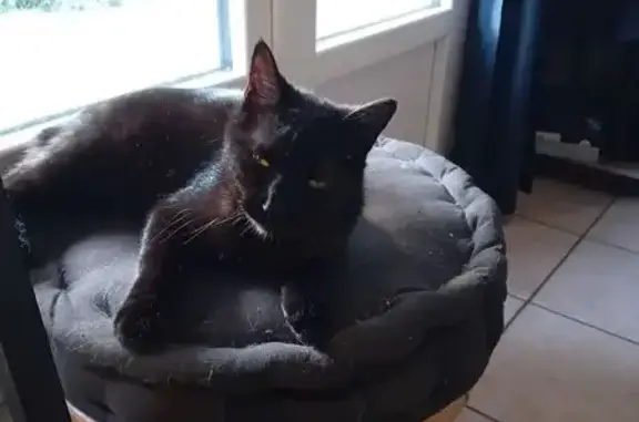 Chat perdu mâle, Rue des Pâquerettes, Onet-le-Château, Paris - tout noir aux yeux jaunes orange - photo