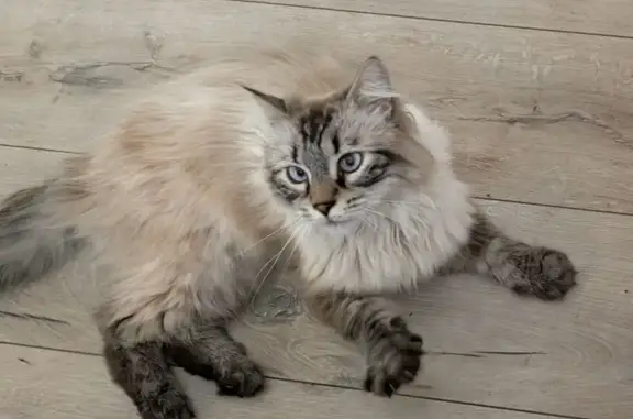 Зникла кішка, Сорочинський провулок, 11, Дніпро — маленька, довгошерстна, димчасто-біла, відгукується на ім'я Макс - photo