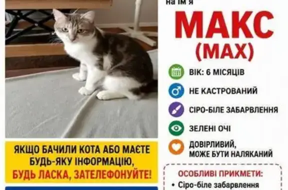 Зникла кішка, Березняківська вулиця, 36-В, Київ — сіро-біла, 9 місяців, зелені очі - photo