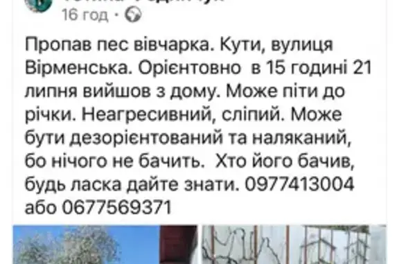 Зникла собака, Кути — німецька вівчарка, 12 років, сліпий, не агресивний - photo