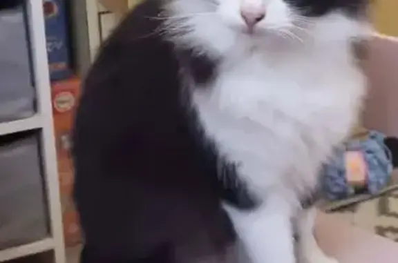 Chat perdu, mâle, Faubourg Lacapelle, 76, Montauban - noir et blanc, yeux verts/jaunes - photo