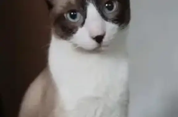 Perdido gato masculino, Carrer de Jacint Elías, Terrassa — pequeño siamés con mancha en la nariz - photo