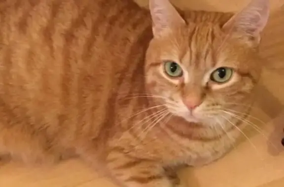 Perdu chat mâle, Cité Pierre Montillet, Le Blanc-Mesnil — roux tigré aux yeux verts - photo