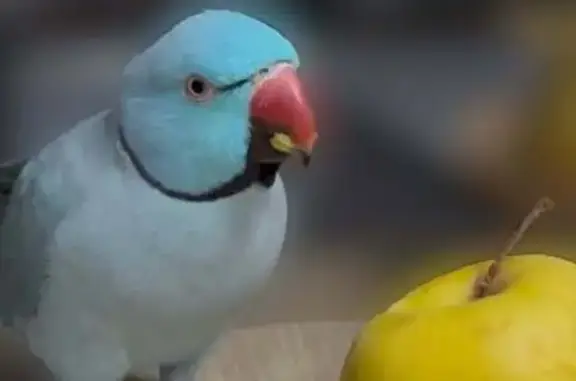 Perdue oiseau mâle, Neuilly-sur-Seine - perruche à collier bleu, bagué - photo